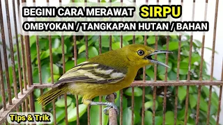 Download CARA MERAWAT SIRPU OMBYOKAN ATAU HASIL TANGKAPAN HUTAN DENGAN MUDAH !! 🐦 MP3