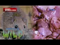 Download Lagu Daga, hinuhuli at kinakain ng mga taga-Surigao del Norte?! | Born to be Wild