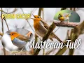 Download Lagu Suara Burung Robin Gacor Masteran Full#burungkicau #burunggacor #animals #viral