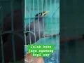 Download Lagu jalak kebo jago ngomong.masteran Jalak Kebo Gacor