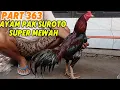 Download Lagu PART 363 🛑 AYAM PAK SUROTO SUPER MEWAH