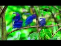 Tracking Birds Dance With YOLOv8 OCSORT