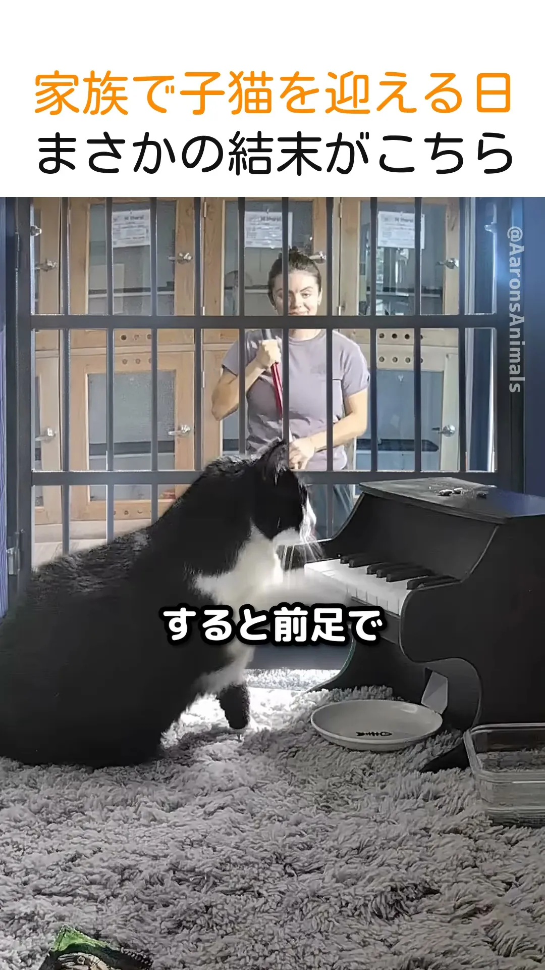 家族で子猫を迎える日、まさかの結末がこちら
