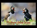 Download Lagu Kompilasi Masteran Jalak Suren Gacor Full Isian terbaik dan durasi terpanjang