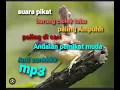 Download Lagu SUARA PIKAT BURUNG CIBLEK TEBU PALING AMPUHH || TERBARU ANDALAN PEMIKAT MUDA