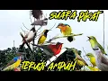 Download Lagu suara pikat semua jenis burung kecil dan besar paling ampuh