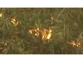 Rabun County searches for arsonist