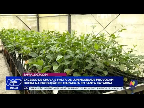 Produção de maracujá em SC cai 35% por excesso de chuva e pouca luz