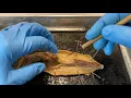 Squid Dissection - External and internal anatomy