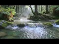 Peaceful Riverbank and Birdsong | Soft Nature Audio for Sleep, Focus, and Quiet Background Moments