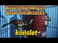 Download Lagu BURUNG FLAMBOYAN GACOR DOR ‼️Masteran Flamboyan full BESETAN 😱