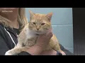 Paws for Pets Corpus Christi Feb 8th