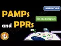 Toll like receptors PAMPs and PRRs FL-