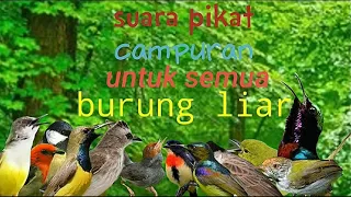 Download suara pikat burung liar campuran auto nempel MP3