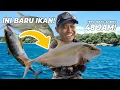 Download Lagu STRIKE IKAN IMPIAN BAHAGIANYA GAK KETULUNGAN! DAIDO DEEPSEA DIHAJAR BABON-BABON PULAU PANAITAN!