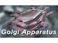 Golgi Apparatus