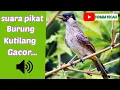 Download Lagu Suara pikat burung kutilang gacor paling jitu
