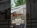 Lagu cara bikin kandang bebek atau ayam dengan bambu dan plastik