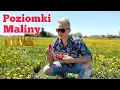Download Lagu 4Ever - Poziomki maliny [Official Music Video] Disco Polo 2025