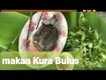 Download Lagu Lauk Makan nasi Kura Kura Bulus jelajah kuliner