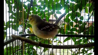 suara sirtu alam liar cocok untuk merangsang burung sirtu lain