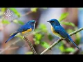 Lagu Birdsong in Forest | Morning Birds and Peaceful Nature Sounds for Stress Relief - Sounds for Sleep