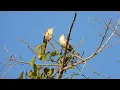 Download Lagu MEREKA ADALAH BURUNG YANG SANGAT BERBISING: THRUSH SEPERTI WREN! ESSAS AVES SÃO BARULHENTAS: CONHEÇA OS NICOLAUS!