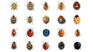 Learn 20 Types Of Ladybugs LadyBug Types In English Language Ladybirds Lady Beetles