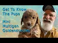 Mini Multigen Goldendoodles Get To Know The Pups