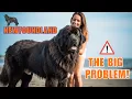 10 Things to Know Before Getting a Newfoundland Dog MUST WATCH