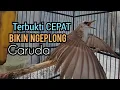 Download Lagu Trucukan gacor NGALAS Garuda sambung Ropel, terbukti ampuh untuk pancingan trucuk MALAS jadi GACOR