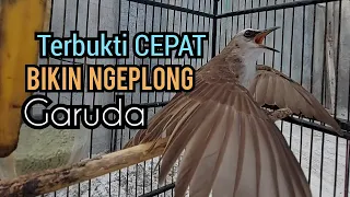 trucukan gacor ngalas garuda sambung ropel terbukti ampuh untuk pancingan trucuk malas jadi gacor