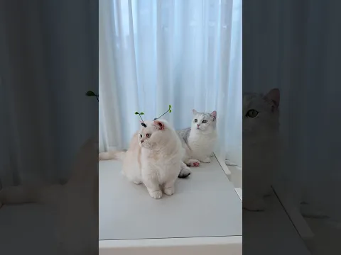 이 귀여운 내 고양이 좀 보세요