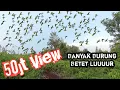 Download Lagu Ngeri Gerombolan Burung Betet Liar Menyerang Burung Pikat Pancingan
