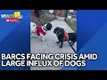 BARCS facing crisis amid large influx of dogs