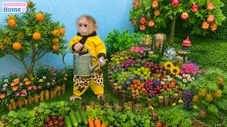 Monkey BiBi goes into the garden to harvest fruit