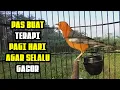 Download Lagu PANCINGAN Anis Merah GACOR pagi sampai sore / TERAPI anis merah agar selalu GACOR