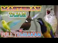 Download Lagu MASTERAN BURUNG FULL TEMBAKAN | masteran untuk burung fighter