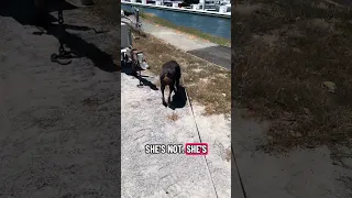 #Fyp #dream #YouTube #doberman #pets