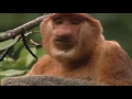 Download Lagu Clown of the Jungle   Proboscis Monkey of Borneo   Documentary Full Length