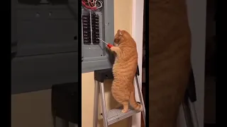 از اون روز به بعد هر وقت برق می ره من نگاهش می کنم اونم فرار می کنه 