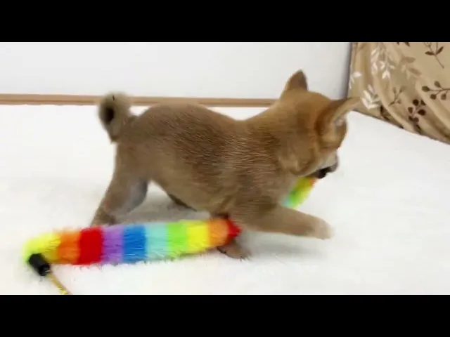 動画