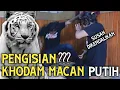 Lagu Pengisian Khodam Macan Putih