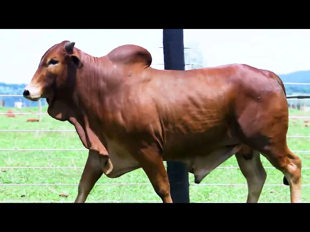 Touro Sindi MIgC - 62