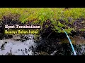 Download Lagu Siapa Sangka ‼️ Parit Rawa yang Terabaikan Ikannya Babon-babon || Mancing Liar