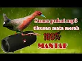 Download Lagu suara burung tikusan mata merah untuk pikat.