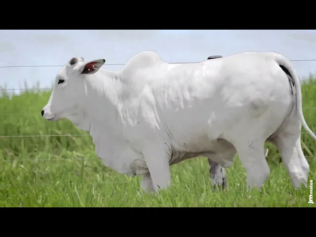 Novilha Nelore MMAR - 4274