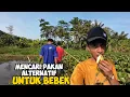 Download Lagu MENCARI PAKAN ALTERNATIF UNTUK BEBEK