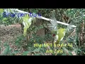 suara pikat burung besar dan kecil Az