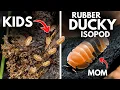 My Rubber Ducky Isopods made BABIES